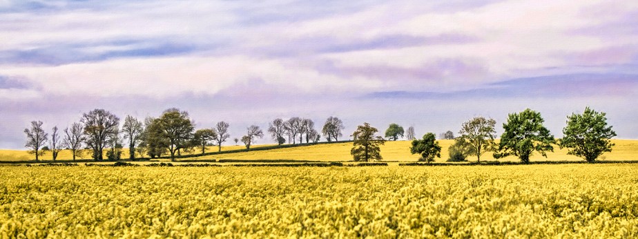 RapeSeed