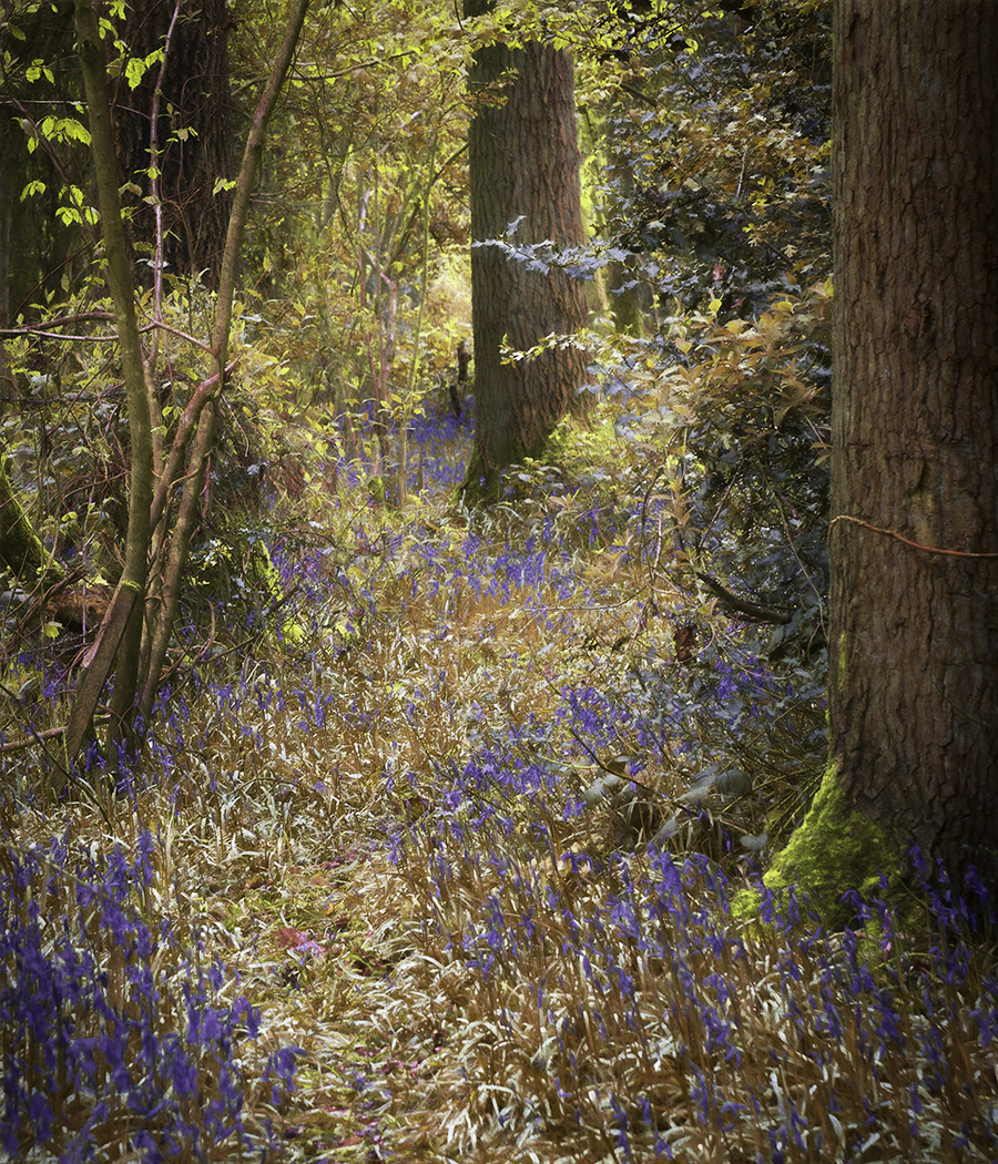 WappenburyBluebells2