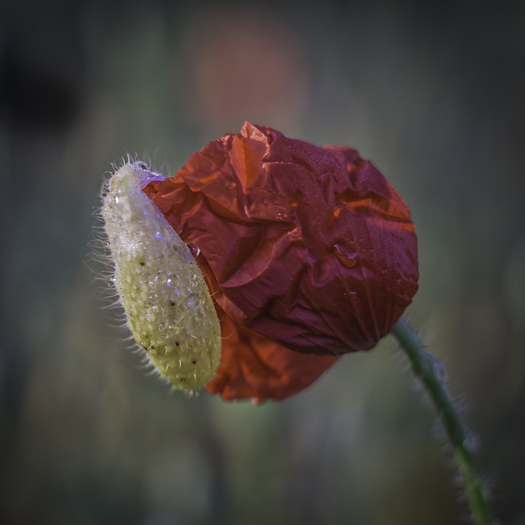 PupaOnPoppy