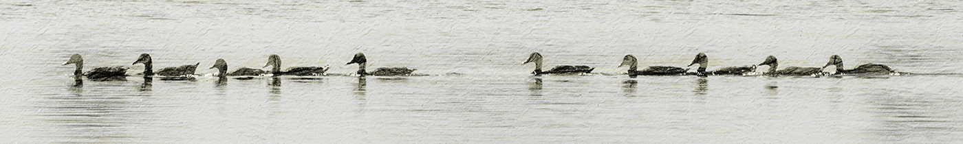 MissingDuckFormation