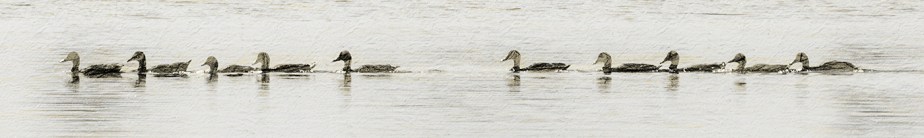 MissingDuckFormation