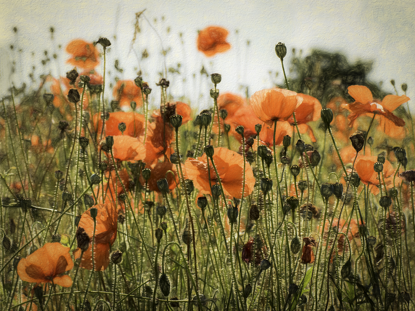 Poppies