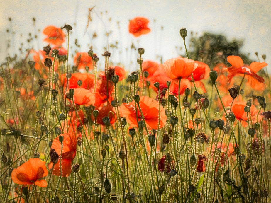 Poppies