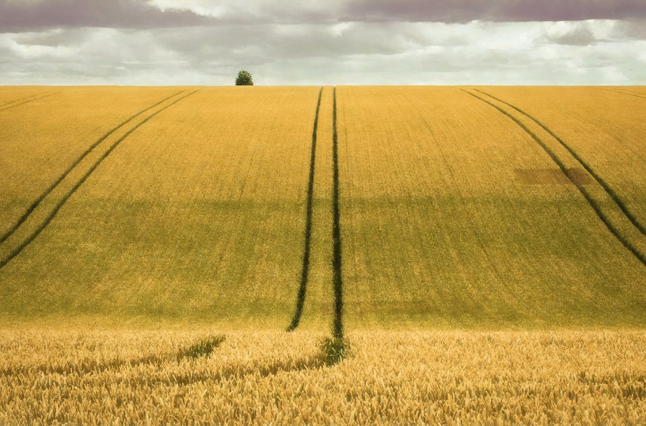 WheatField